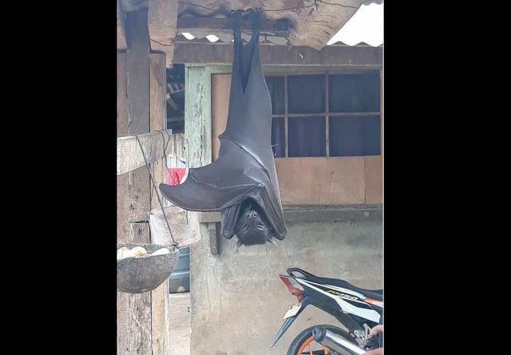 Viral: Fotografían murciélago "de tamaño humano" en Filipinas