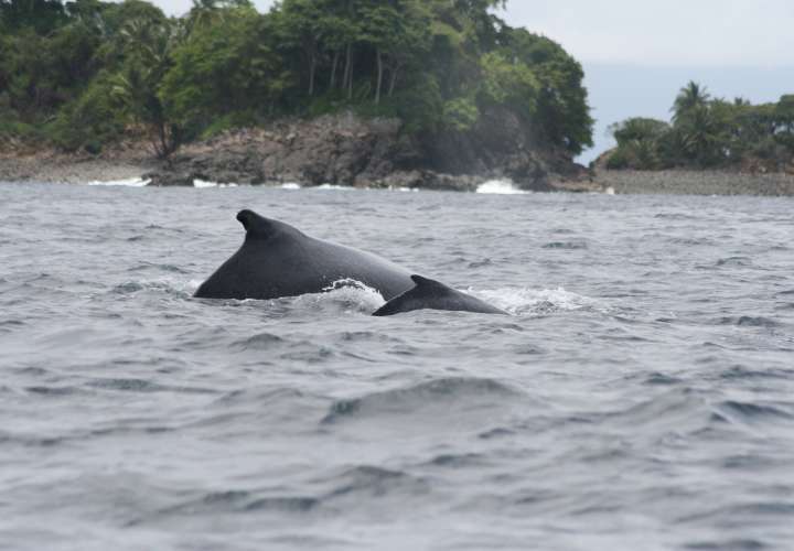 Panamá se prepara para el gran espectáculo de avistamiento de ballenas