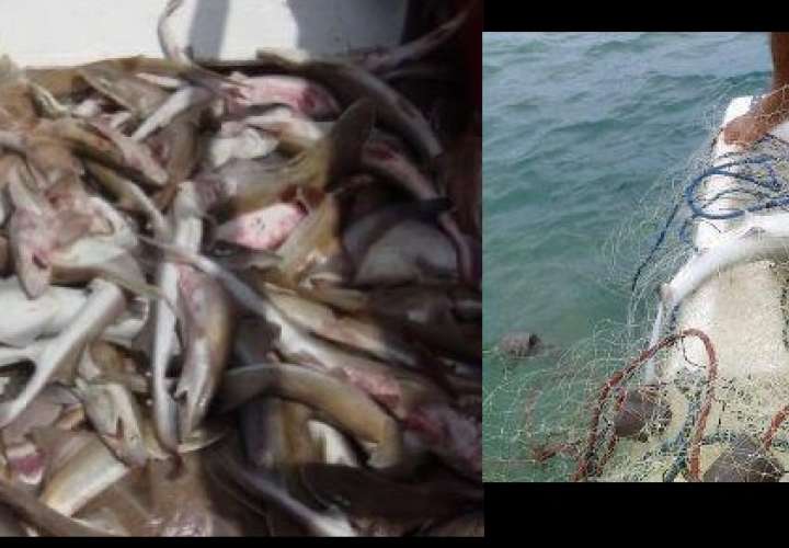 Arap decomisa más de 26 mil libras de pesca ilegal 