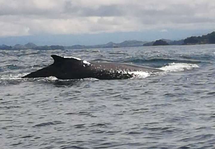 Ballenas jorobadas en el Pacífico en Chiriquí