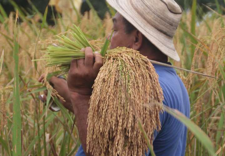 Inhabilitan 37 registros sanitarios de arroz importado