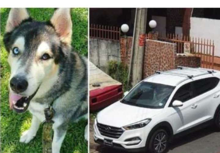 Recuperan en El Chorrillo auto robado y perro en Cinta Costera