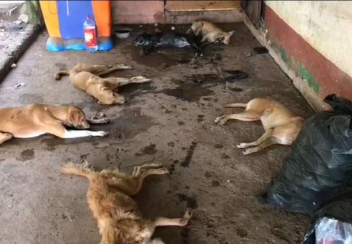 ¡Desalmados! Envenenan a 20 perros en Nuevo Emperador (Video)