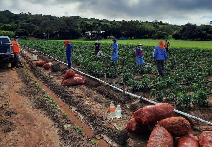 Sector agropecuario creció 5% a pesar de la pandemia