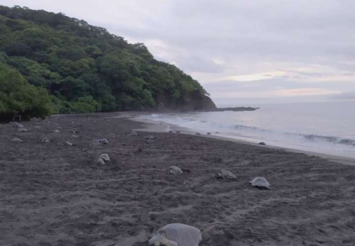  Inusual arribada de tortugas en playa de Los Santos