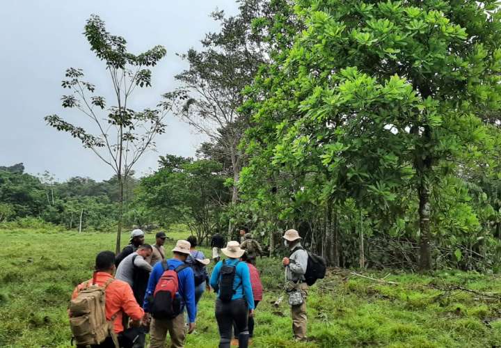 Investigan deforestación de más de 180 hectáreas en bosque natural en Darién