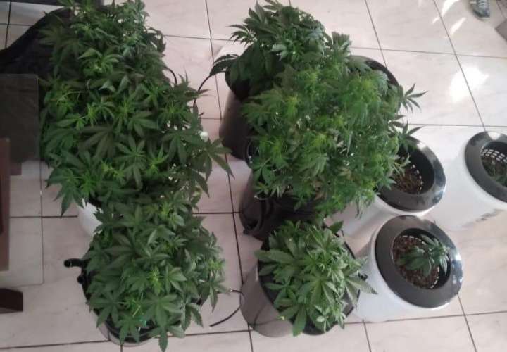 Uruguayo imputado por cultivar marihuana en su apartamento en San Francisco