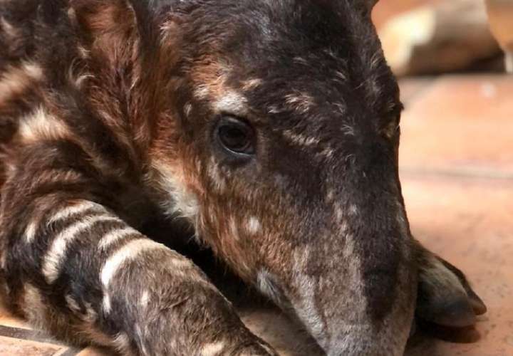Rescatan a bebé tapir en Darién
