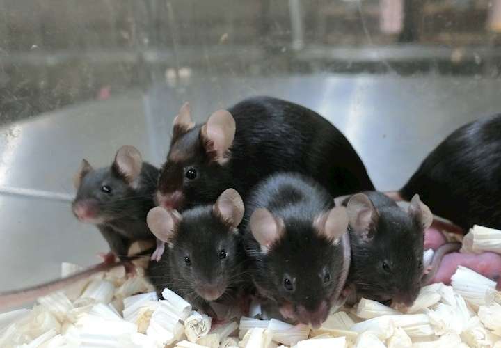  La radiación cósmica no afecta al esperma de los ratones y pueden tener crías