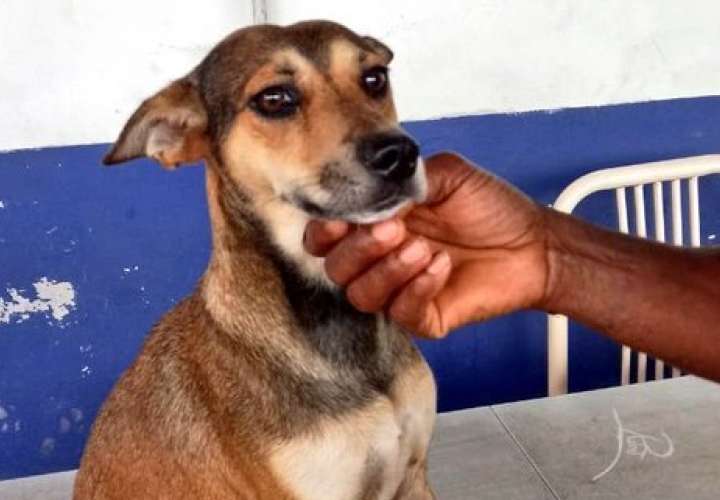 Retienen a maltratador de perro en Tocumen  [Video]