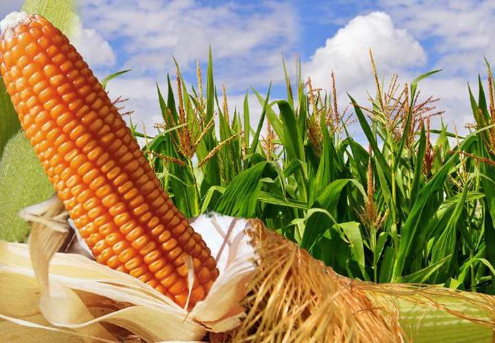 Arancel del maíz a 0% para evitar aumento en costos de producción