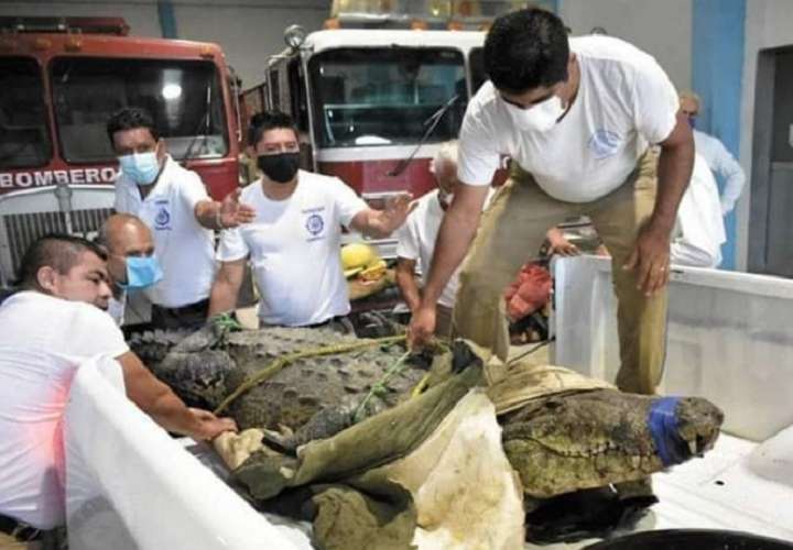 Escándalo por la liberación del cocodrilo 'Juancho'; el reptil mató a una mujer
