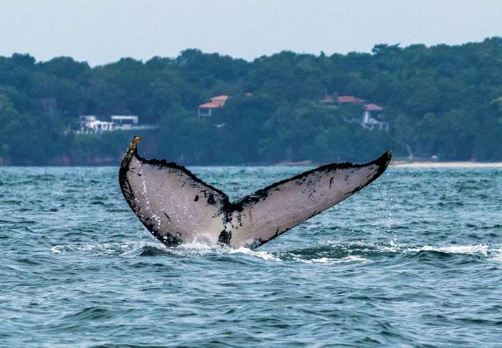 Colosales ballenas jorobadas llegan a mares panameños