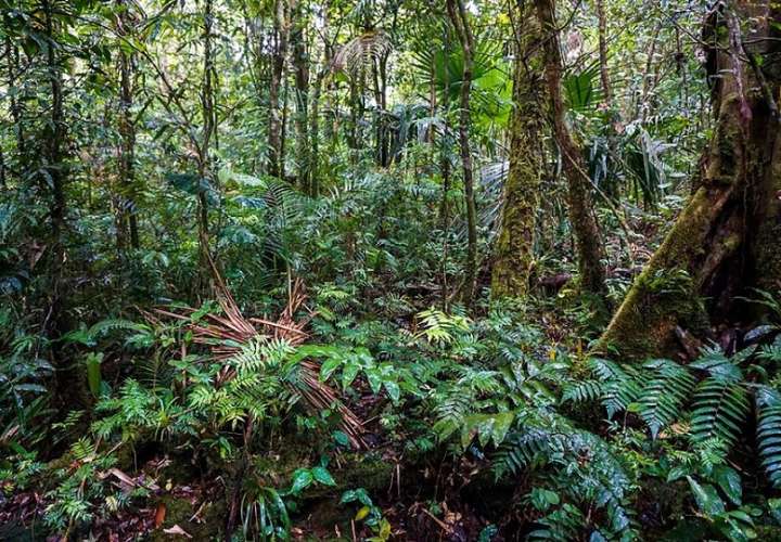 Fortuna, situado en el oeste de Panamá, es el bosque más nublado de Centroamérica y almacena tres veces más carbono de lo pensado