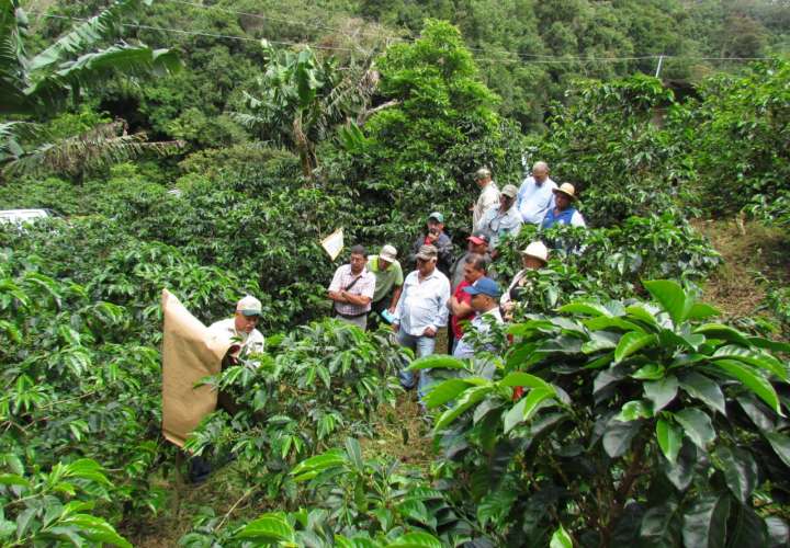 Crean la Secretaria de la Mujer Cafetalera en Chiriquí