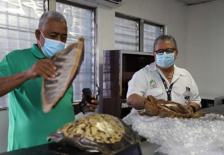 Retienen productos de tortugas en contenedor procedente de EEUU