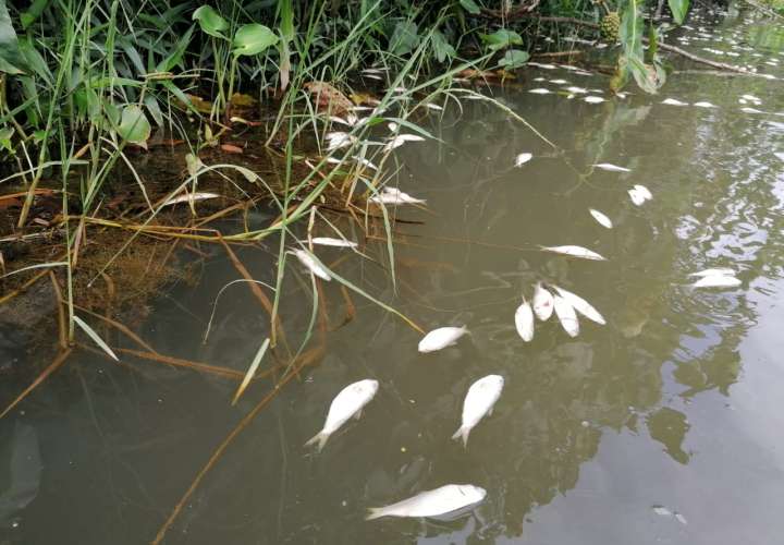 Mortandad de sardinas en ríos de Veraguas
