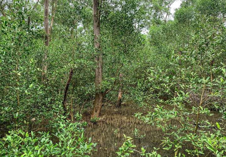 Resucitan manglares en Juan Díaz y Panamá Viejo