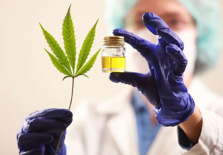 CCIAP reclama reglamentación de ley del cannabis medicinal