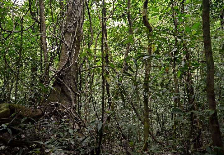 Activistas piden nulidad de decreto que afecta las áreas protegidas de Panamá