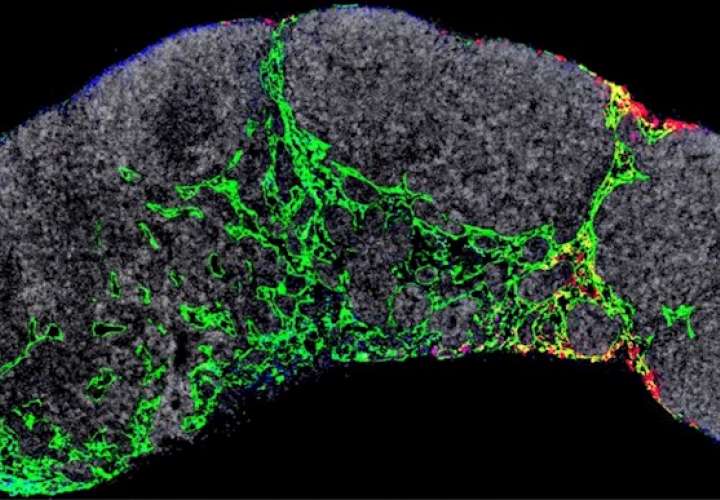 Un ganglio linfático de un ratón en el que se visualizan los capilares linfáticos (verde) y los exosomas tumorales (rojo) que dirigirán los primeros momentos de la metástasis. Imagen cedida por el CNIO.