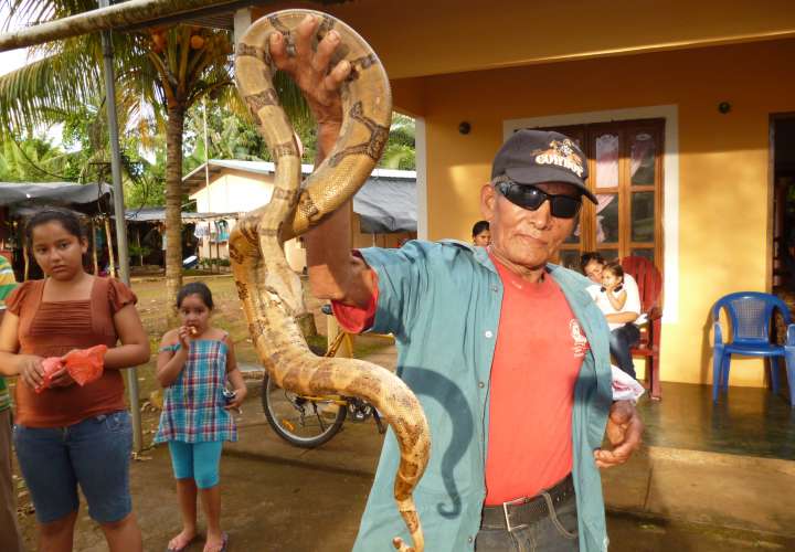 En Veraguas, los casos de ataques de las serpientes con una alta toxicidad se dan con mayor frecuencia en los distritos de Santa Fe, La comarca Ngäbe Buglé, Cañazas, Las Palmas y La Mesa.
