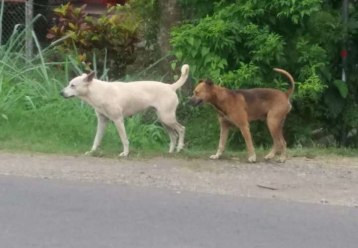 Perros callejeros atacan a terneros en comunidades santeñas