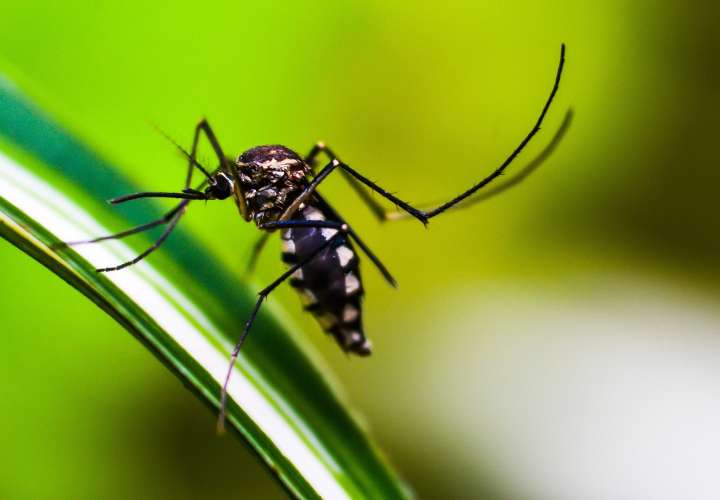 Minsa: Muerte por dengue corresponde al 2021