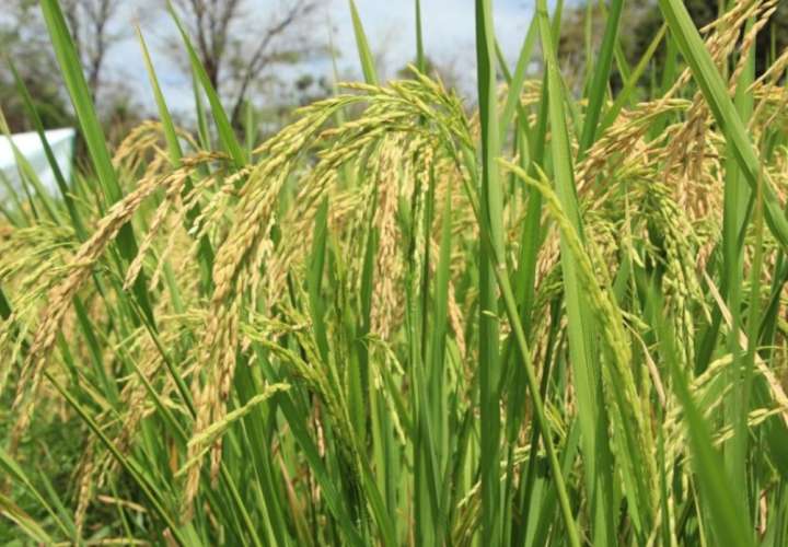 Arroceros aseguran que hay incertidumbre entorno a la cosecha del grano