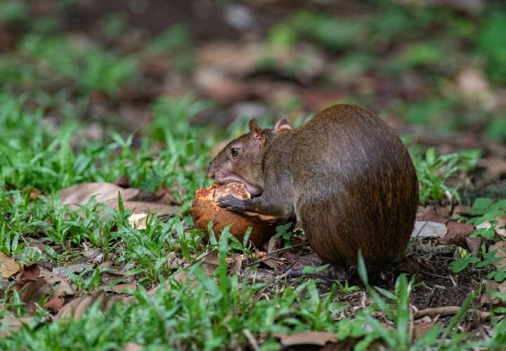 Animales estresados tienden a comer menos