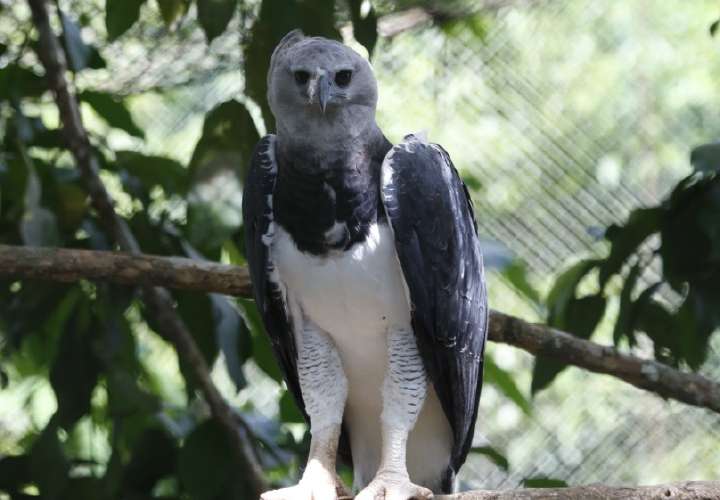 Panamá celebra a su ave nacional