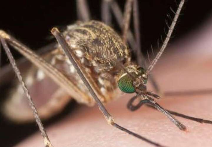 Minsa: Confirma 67 casos de malaria y 37 casos de leishmaniasis