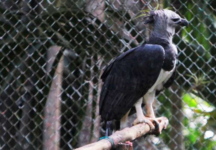 El águila harpía, ave emblema de Panamá traficada en mercado negro