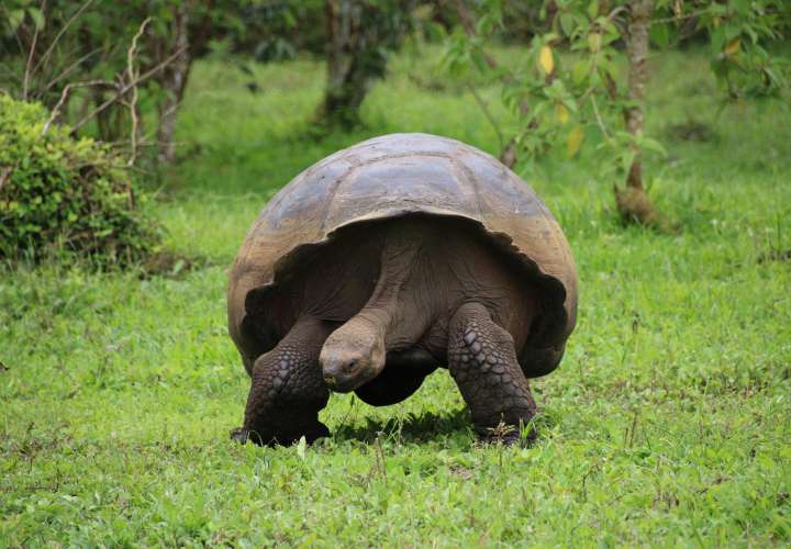 ¿Por qué las tortugas viven tanto? La ciencia desvela secretos