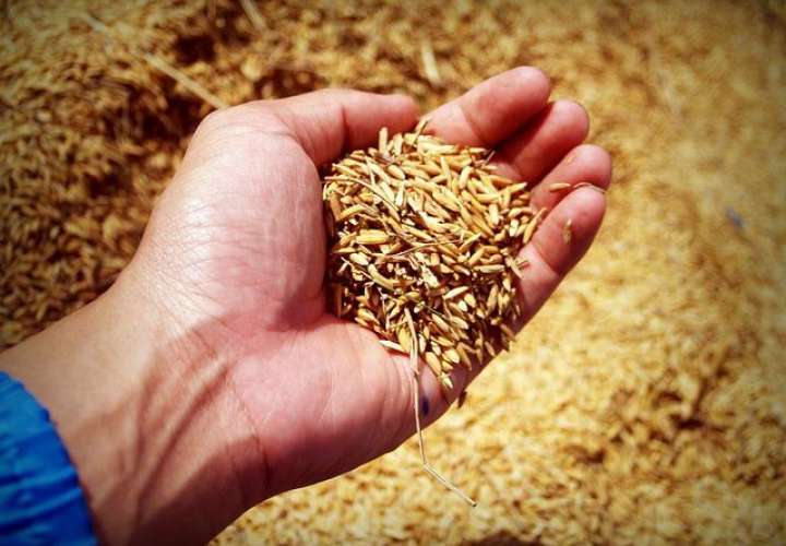 El arroz importado  sirvirá para complementar el abastecimiento nacional. Imagen Pixabay