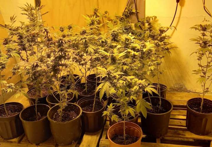Hallan plantones de marihuana; desmantelan laboratorio
