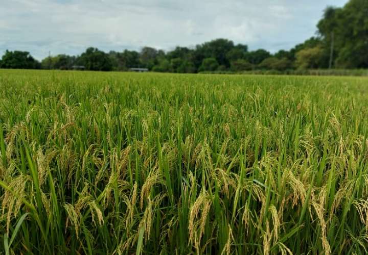 Cultivo de arroz de la variedad Alanjeña.