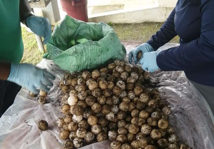 Decomisan más de mil huevos de tortuga en Los Santos