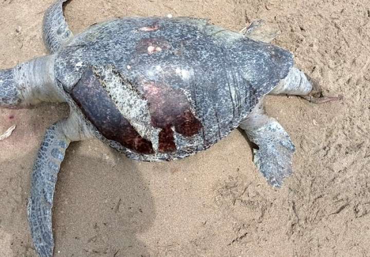 Más de 20 tortugas, en su mayoría machos de las especies Lora y Verde, han sido detectadas sin vida en Pedaspi y Tonosí.
