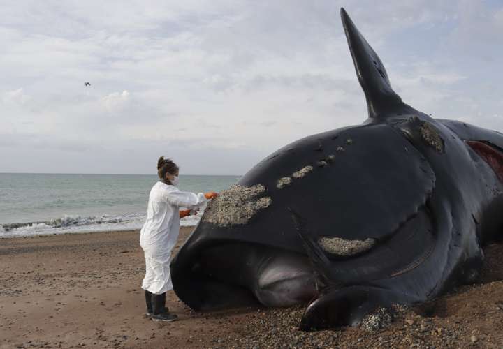 Marea roja, sospechosa por muerte de 30 ballenas en Argentina