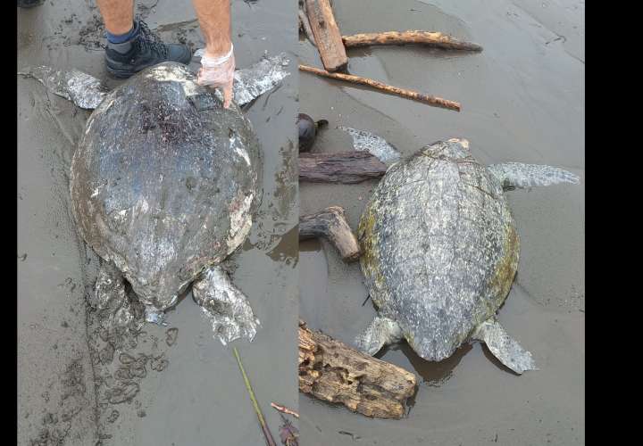 Hallan 49 tortugas muertas, biólogos inspeccionan playas