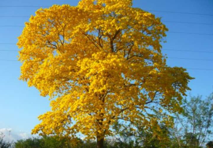 Colombia, Panamá y la Unión Europea, fueron los países que propusieron incluir el árbol de Guayacán (Handroanthus) y el almendro de montaña (Dipteryx), como especies amenazadas.