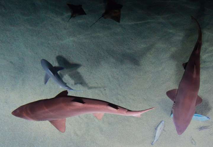 Vista de varios tiburones, en una fotografía de archivo. EFE