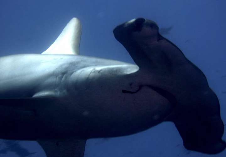 La 19 Conferencia Mundial sobre Vida Silvestre (CoP19CITES) ratificó las propuestas de elevar la protección de 54 especies de tiburones, de rayas y de la rana cristal. EFE