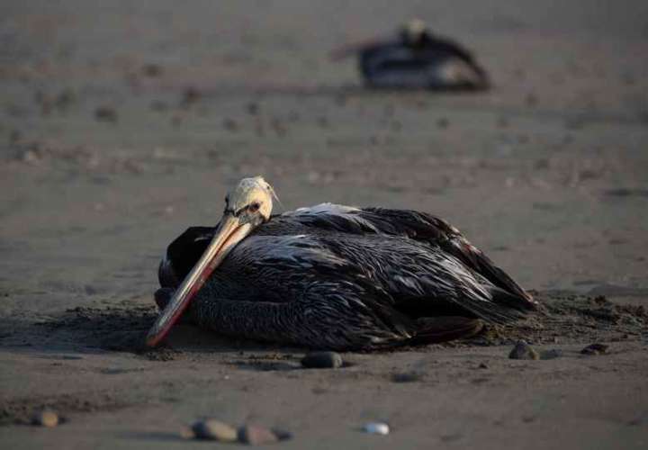 En las últimas dos semanas se han registrado más de 30 pelícanos muertos en los costeros y limítrofes departamento de Atlántida y Cortés. Imagen EFE / Ilustrativa