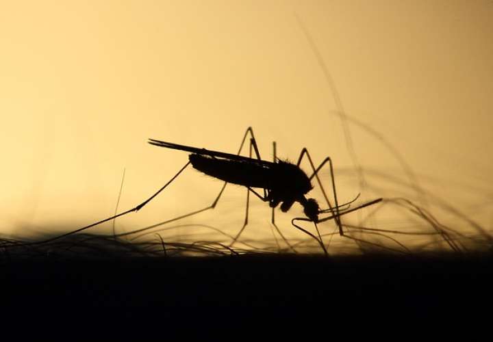 Elimina los criaderos de los mosquitos.
