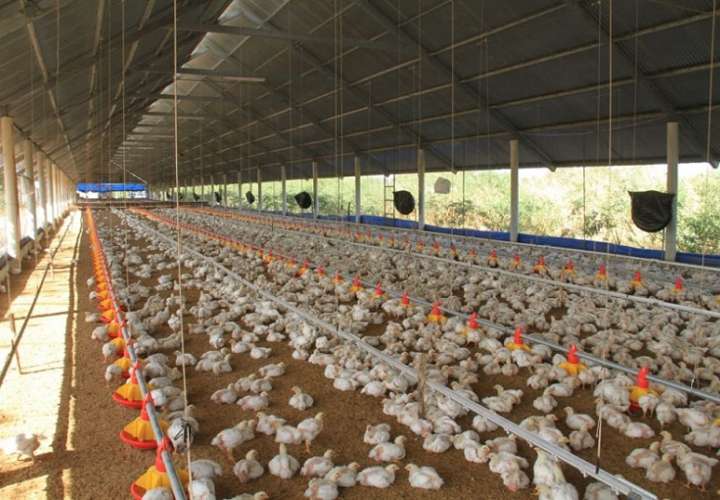 A los productores avícolas les preocupa que la enfermedad alcance a las gallinas de corral.