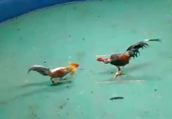 La Resolución del Mida, también prohíbe la movilización interna de aves domésticas de traspatio, huevos fértiles y aves ornamentales en toda la provincia de Panamá Oeste.
