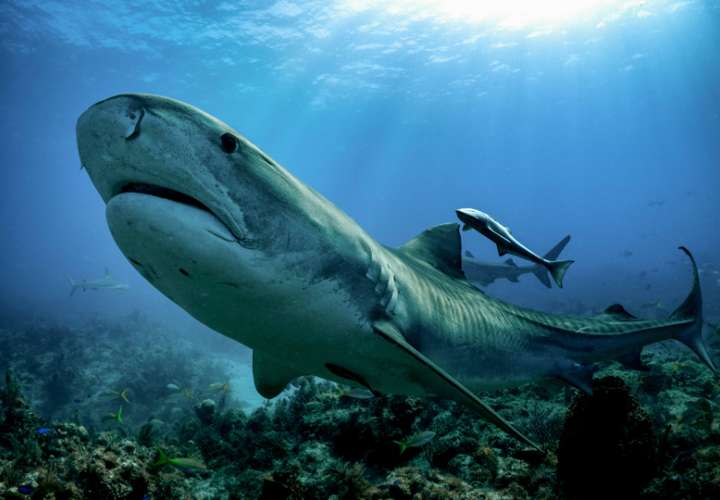Fotografía cedida por The Pew Charitable de un tiburón en la reserva marina Bancó Volcán. EFE