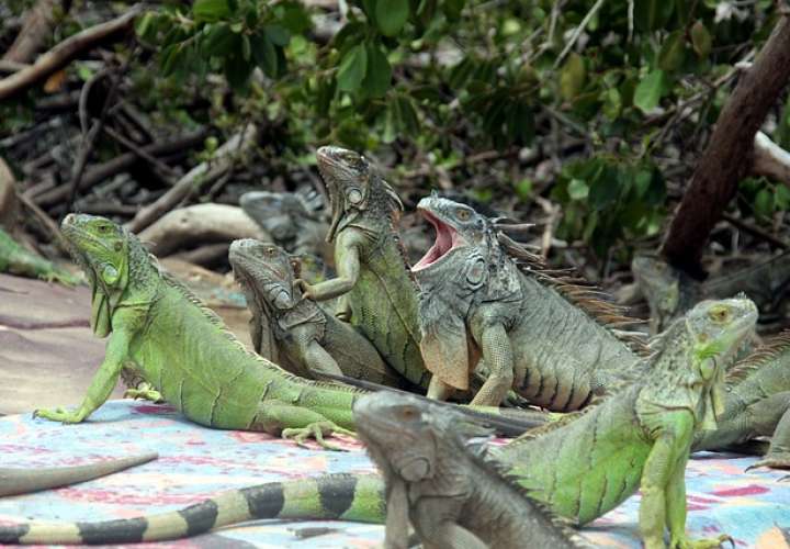 Autoridades en la provincia de Los Santos buscan incentivar la cría y reproducción de la iguana verde, una de las especies protegidas de Panamá. Imagen ilustrativa: Pixabay
